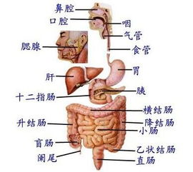 大苗消化系统视频,从口腔到肛门的营养之旅