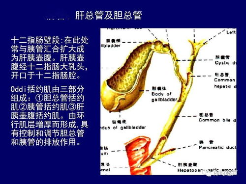 胆道系统解剖,结构、功能与临床意义概览