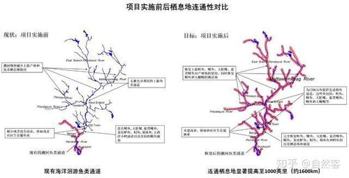 淡水生态系统,淡水生态系统的结构与功能研究