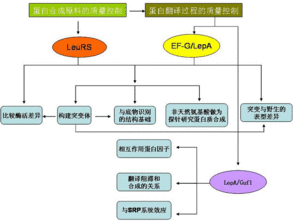 蛋白质质量控制系统,细胞内蛋白质折叠与降解的精密调控机制