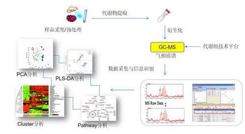 代谢分析系统,代谢分析系统在生物医学研究中的应用概述