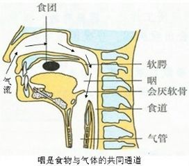 初中生物 呼吸系统,生命之源的奥秘探索