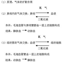 初中生物呼吸系统模型,生命之源的奥秘探索